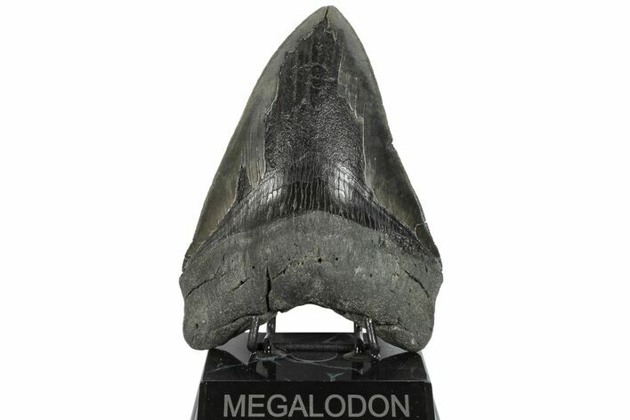 Serrated, 6.10" Fossil Megalodon Tooth - 50 Foot Shark!